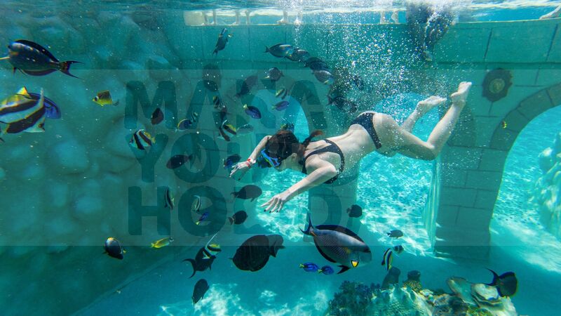 Alanya : Sealanya Seepark & Yunus Gösterisi - Sadece Bilet