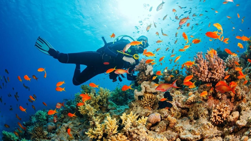 Alanya : Öğle Yemeği ile Tüplü Dalış Turu