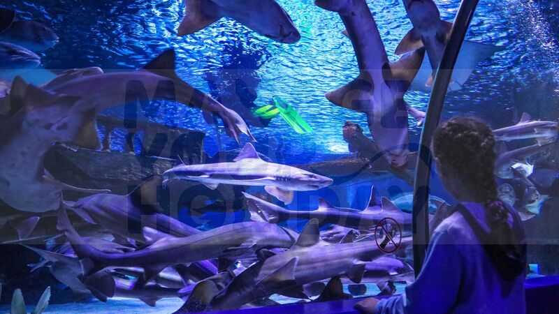 Alanya : Transferli Antalya Akvaryum ve Balmumu Müzesi