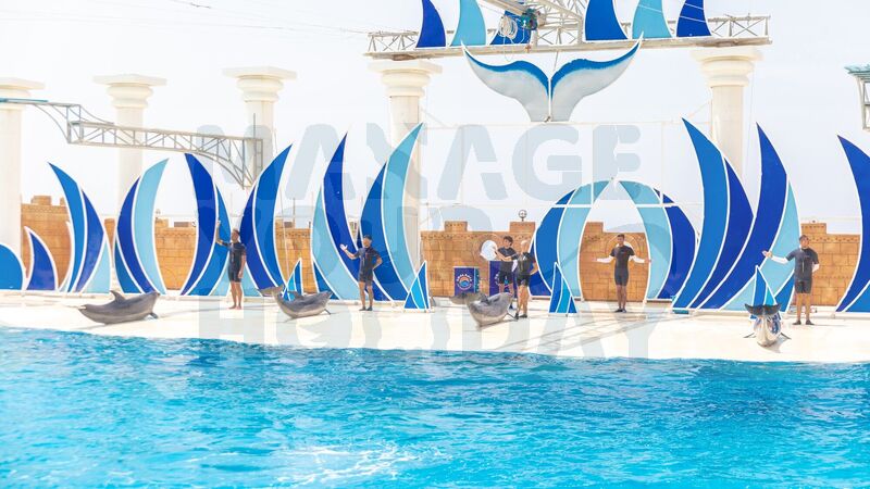 Alanya : Sealanya Seepark & Yunus Gösterisi - Sadece Bilet